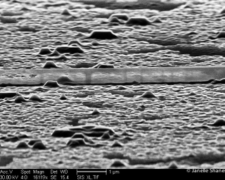 Illustration for article titled 16 Incredible Animals and Landscapes You Can Only See With a Microscope